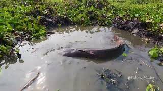 Searching Catfish in Dry Soil  Awesome Fishing in Water Hyacinth By Hand Trending Hand Fishing [upl. by Euqinoj889]