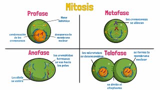 Mitosis Celular [upl. by Yrekaz197]