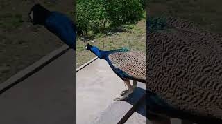 Peacock flying very nice video Greenbirdsofficial [upl. by Jola]