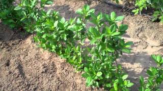 Aronia Berry Plants  DiMeos Aronia Berry Plants Nursery [upl. by Oine]