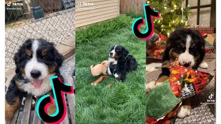 😍 Funny and Cute Bernese Mountain Dog and Puppies Videos 😂 [upl. by Herzberg425]