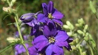 Delphiniumlarkspur plant care in hindi [upl. by Ecyned]