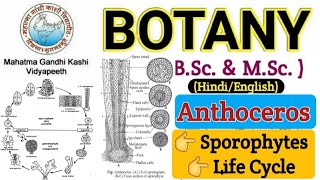 Sporophyte of AnthocerosAnthoceros SporophyteLife Cycle of AnthocerosBSc 1 year Botany Bryophyta [upl. by Sirovaj684]