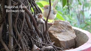 Common Tailorbird Home  feeding chick  nature  habit bird  wildlife [upl. by Jos]