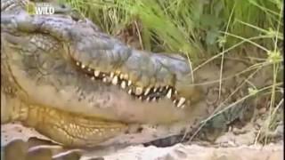 Ataque Animal  O grande Crocodilo do Nilo  Documentário  Dublado  National Geographic HD [upl. by Fisher]