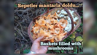 sepetler mantarla doldu baskets filled with mushrooms [upl. by Vashti]