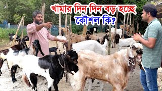 সবাই বলে ছাগল পালন লস  আপনার ছাগলের খামার দিন দিন বড় হচ্ছে কিভাবে কৌশল কি  Nil Bangla Krishi [upl. by Elise]