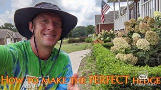 How to prune the PERFECT boxwood hedge  Boxwoods [upl. by Sill]