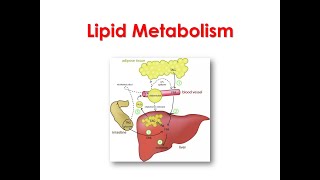 Lipid metabolism 1st lecture types of body lipids lipogenesis and lipolysis [upl. by Abehsile]