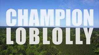 Champion Loblolly [upl. by Anstus]