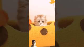 Cat meaw 🙄🐱meaw cute kitten catsounds [upl. by Ethelstan701]