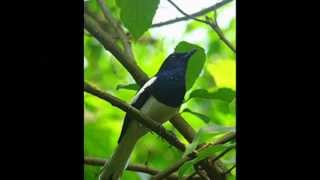 Allah Mohan Bangla Islamic songs [upl. by Rothenberg]