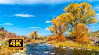 Autumn in Colorado  Colorados best Aspen Viewing 4K [upl. by Nwahsiek]