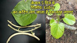 Giloy cutting se kaise lagaye Giloy from cutting Giloy Propagation from cutting [upl. by Oel620]