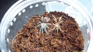 Brachypelma vagans sling molted [upl. by Aeniah]