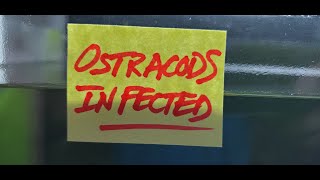 How To Get Rid of Ostracods in Shrimp Tank [upl. by Johst]