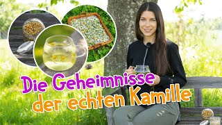 Die Geheimnisse der echten Kamille 🌼 Entdecke gesundheitliche Vorteile und Anwendungen wildkräuter [upl. by Hctub467]