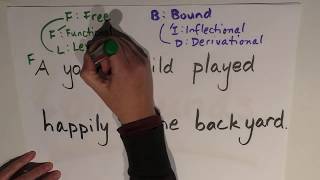 Morphology Episode 3 Lexical amp Functional Morphemes [upl. by Eleets]