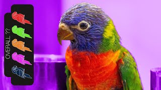 Rainbow Lorikeet The Best Pet Parrot [upl. by Gar555]