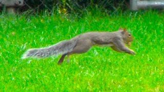 Squirrel Running Around  Squirrel and Nut [upl. by Kyl]