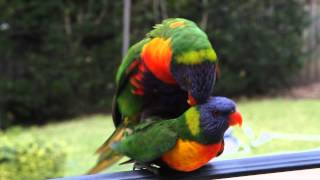 Two Wild Rainbow Lorikeets having sexmating with each other [upl. by Sivrep]