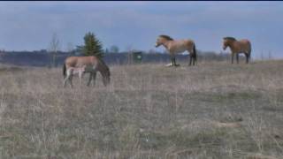 Three critically endangered Asian Wild Horse foals born at The Calgary Zoo Ranch [upl. by Gebler]