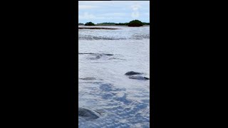 I Found a Pod of Manatees TRAPPED in Shallow Water [upl. by Tarra]