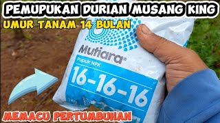 CARA PEMUPUKAN DURIAN MUSANG KING [upl. by Cresida]