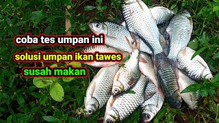 UMPAN cuman modal 2 ribuanquot racikan umpan terbaik semua jenis ikan air tawar [upl. by Akaenahs699]