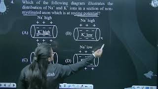 Which of the following diagram illustrates the distribution of Na and K ions in a section of n [upl. by Jared873]