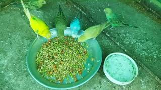 love Birds ka khana  love birds food [upl. by Ontina]