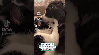 Animals grieve too 😔 🐱 🎥 TikTokbreeseff [upl. by Daisie]