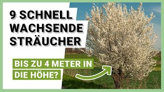 9 schnell wachsende Sträucher für mehr Privatsphäre im Garten [upl. by Lezirg]