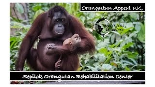 Sepilok Orangutan Rehabilitation Center Sabah Borneo The Orangutan Appeal UK [upl. by Auqkinahs]