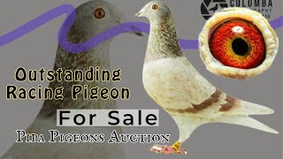 Chance To Buy This Amazing Racing Pigeon Bloodline Auction Is Going In Pipa Pigeons Auctions [upl. by Ydnih]