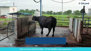 DeLaval Buffalo Milking Parlour [upl. by Gnuhc]