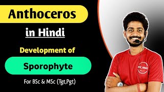 Anthoceros in Hindi  Development of Sporophyte in Anthoceros  Life Cycle of Anthoceros  05 [upl. by Elyrrad]