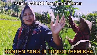 PANEN JAGUNG BERSAMA BIBI ENON  TAKJUB LIHAT PADI BAGUS BANGET [upl. by Cloots909]