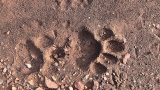 Jungle mein jab dikhe Tiger ke fresh pugmark Trek to Kachida Mata in Ranthambhore Nation Park [upl. by Irwinn]