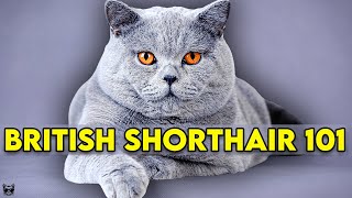 British Shorthair Cat 101  Learn EVERYTHING About Them [upl. by Sedinoel]