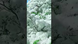 Fringe Tree Beauty Mesmerizing Blossoms in Bloom [upl. by Arob]