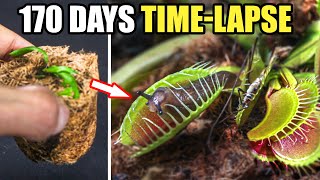 Venus Fly Trap Restoration Time Lapse 170 Days [upl. by Massingill674]