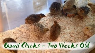 Coturnix Quail Chicks at Two Weeks Old  various colours [upl. by Nairod864]