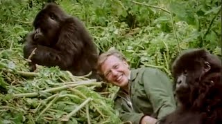 David Attenborough Plays with Cute Baby Gorillas  BBC Earth [upl. by Branham593]