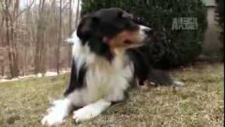 Dogs 101  Border Collie [upl. by Elrak]