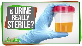 Is Urine Really Sterile [upl. by Anairdna]