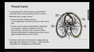 cavitas thoracicae [upl. by Bilski]