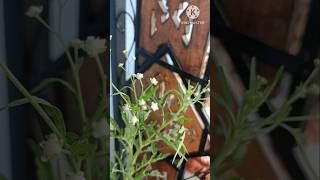 Parthenium 🪴❌ youtube plants [upl. by Kolnos]