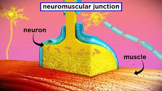 The Mechanism of Muscle Contraction Sarcomeres Action Potential and the Neuromuscular Junction [upl. by Gurl602]