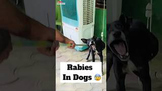 Rabies In Dogs 😰  478 [upl. by Starinsky]